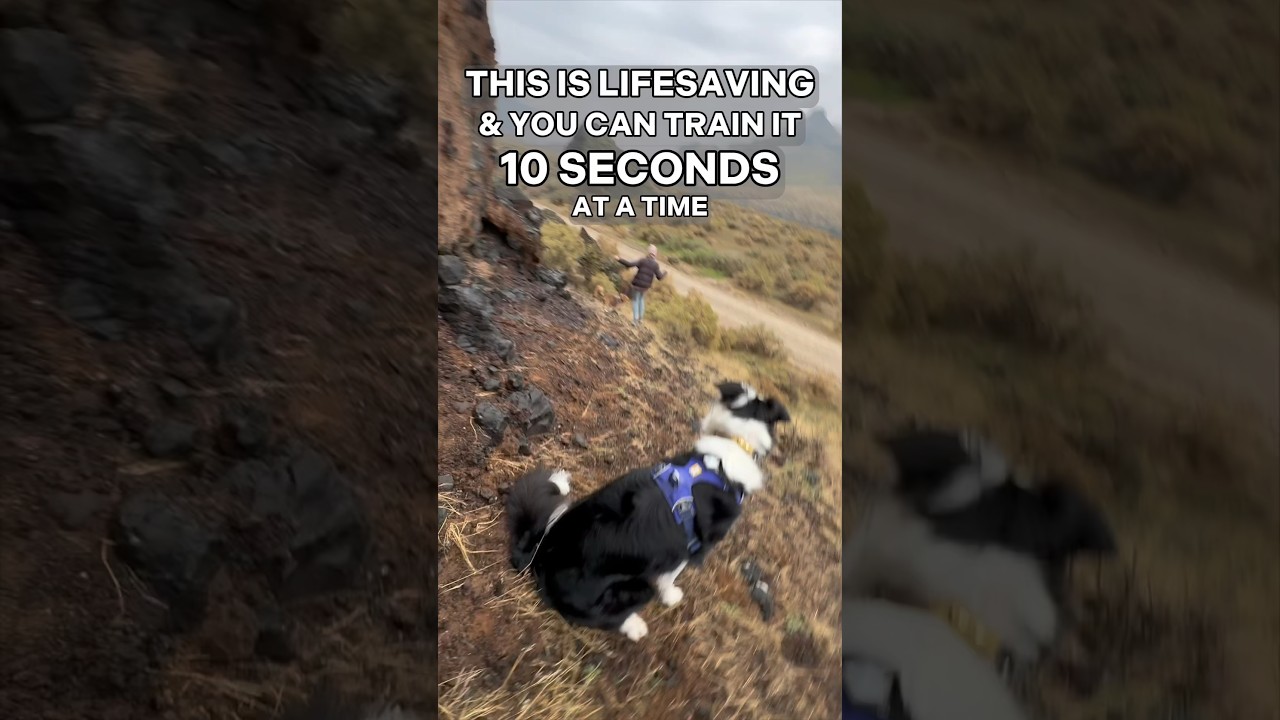 You Can train this 10 Seconds At a Time & It is LIFESAVING ðŸ˜± #dogtraining