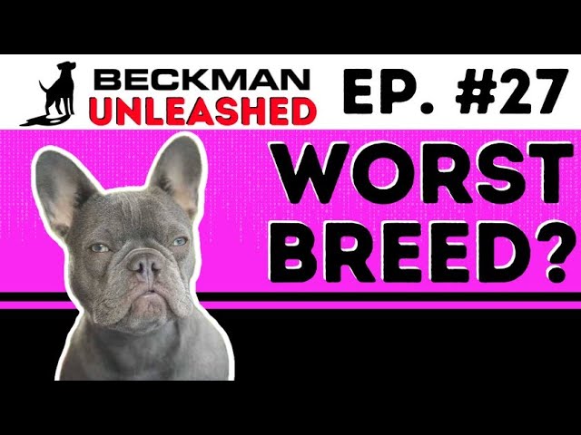 Do NOT Buy this Breed Right Now! New Merch!!!  What's Joel's Problem with "Do Gooders"? Ep.27
