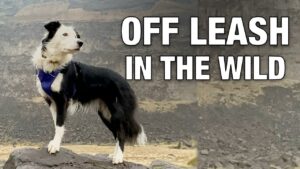 Off Leash Training Around Hidden Dangers