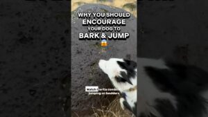 Why you should *encourage* your dog to BARK & JUMP 😲 #dogtrainer #dogtraining #puppytraining #dogs