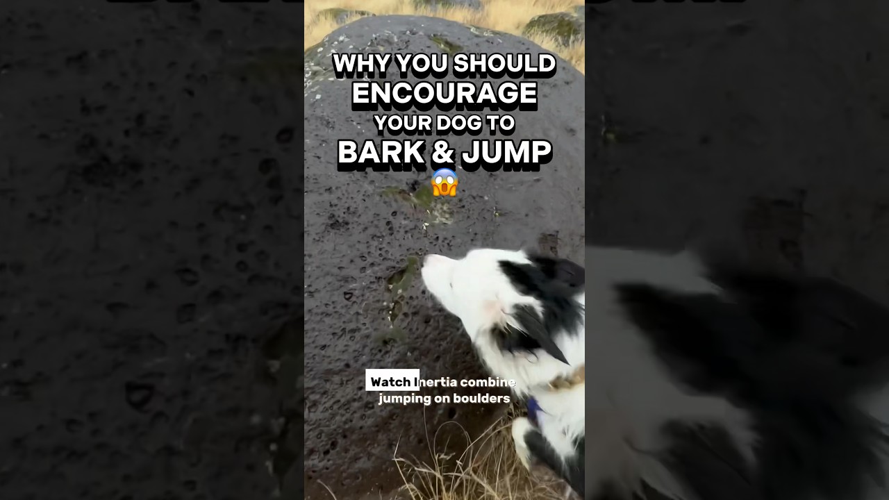 Why you should *encourage* your dog to BARK & JUMP ðŸ˜² #dogtrainer #dogtraining #puppytraining #dogs