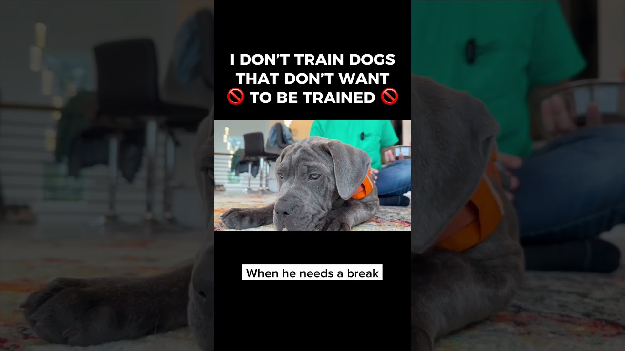 I Donâ€™t Train Dogs that Donâ€™t Want to Be Trained ðŸš« #dogtrainer #dogtraining #puppytraining #dogs