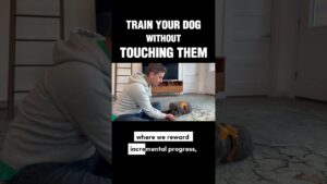 Train Your Dog Without Touching Them #dogtraining #puppytraining #positivereinforcement #ilovemydog