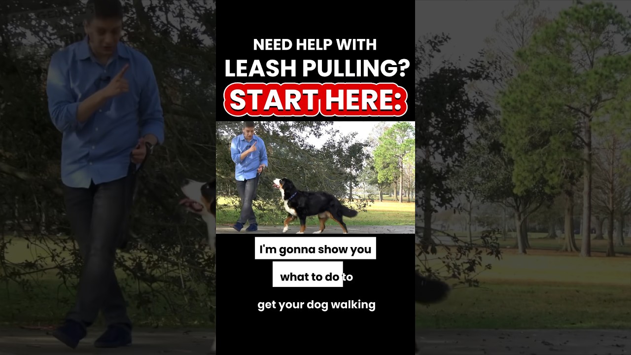 Need help with LEASH PULLING? Start Here! 💪