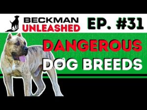 Are Some Breeds More Dangerous than Others? Should you Discriminate Based on Breed? Ep.31