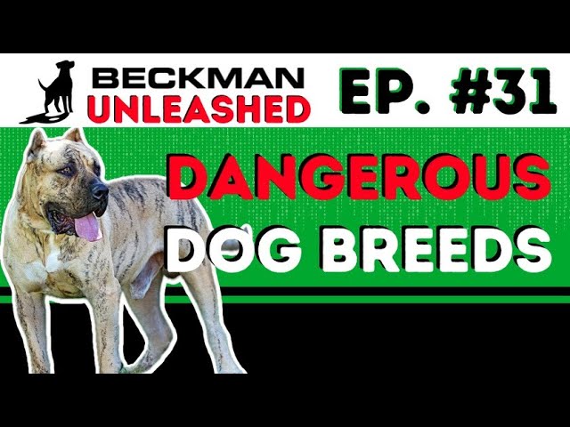 Are Some Breeds More Dangerous than Others? Should you Discriminate Based on Breed? Ep.31