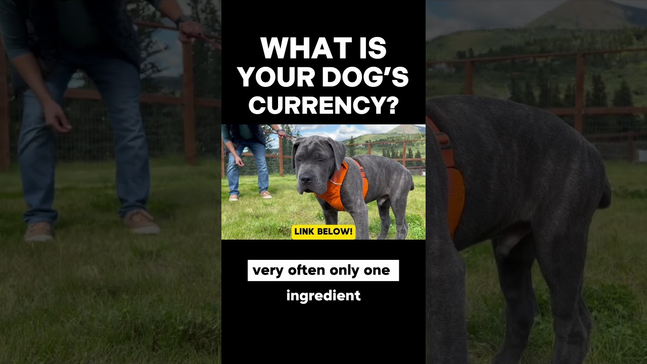 What is Your Dog’s Currency? 🤔