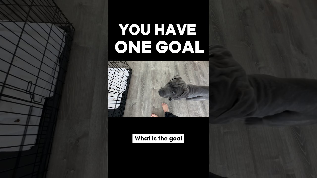 You Have ONE Goal…
