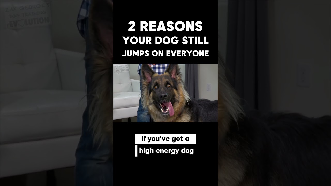2 Reasons Your Dog STILL Jumps on Everyone