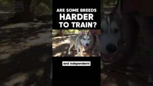 Are Some Breeds HARDER TO TRAIN? 🧐