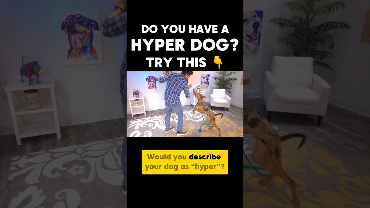 Do you have a “hyper” dog? Try this!!