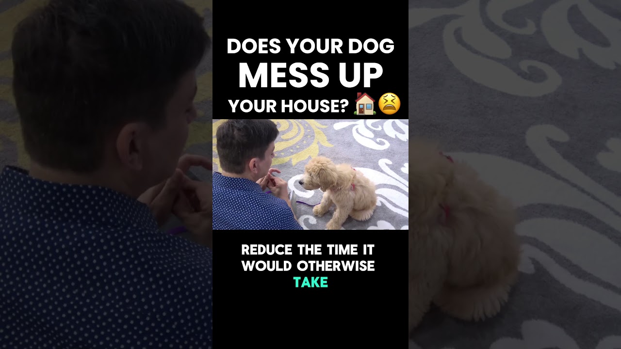 Does your dog MESS UP your house? 🏠😫