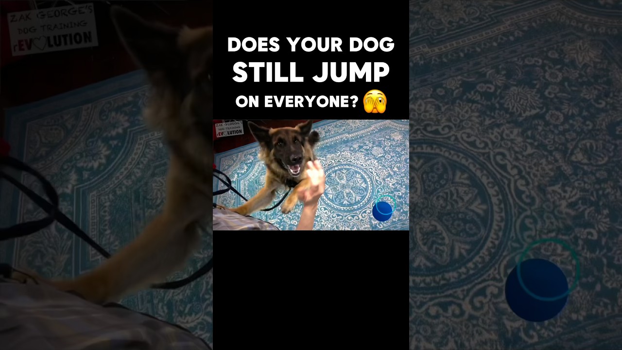 Does Your Dog Still Jump on Everyone? Watch This!!