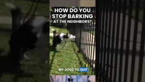 How Do You STOP Barking at the Fence/Neighbors?