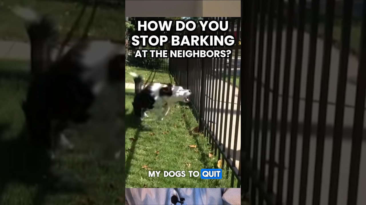 How Do You STOP Barking at the Fence/Neighbors?