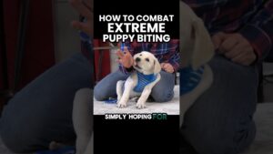 How To Combat Extreme Puppy Biting