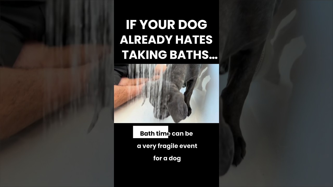 If Your Dog Already Hates Baths…