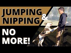 We’re Over these Obnoxious Behaviors! At a Certain Point the Jumping & Nipping Has to Stop!