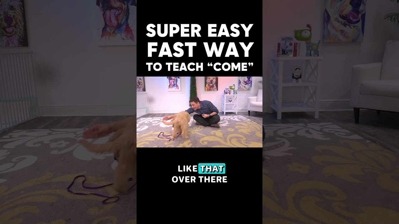 SUPER EASY & FAST Way to Train “Come!”