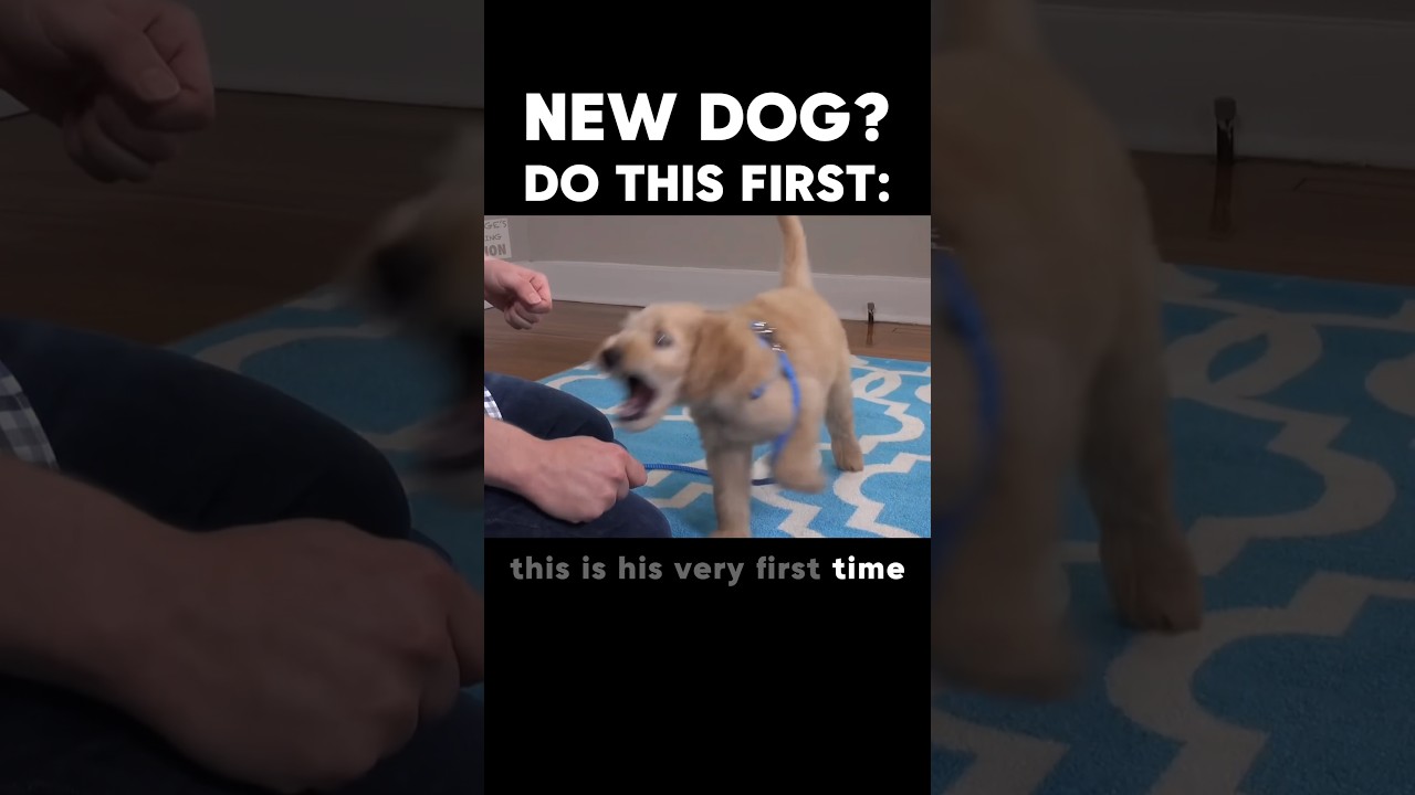 The FIRST thing to do if you have a new dog