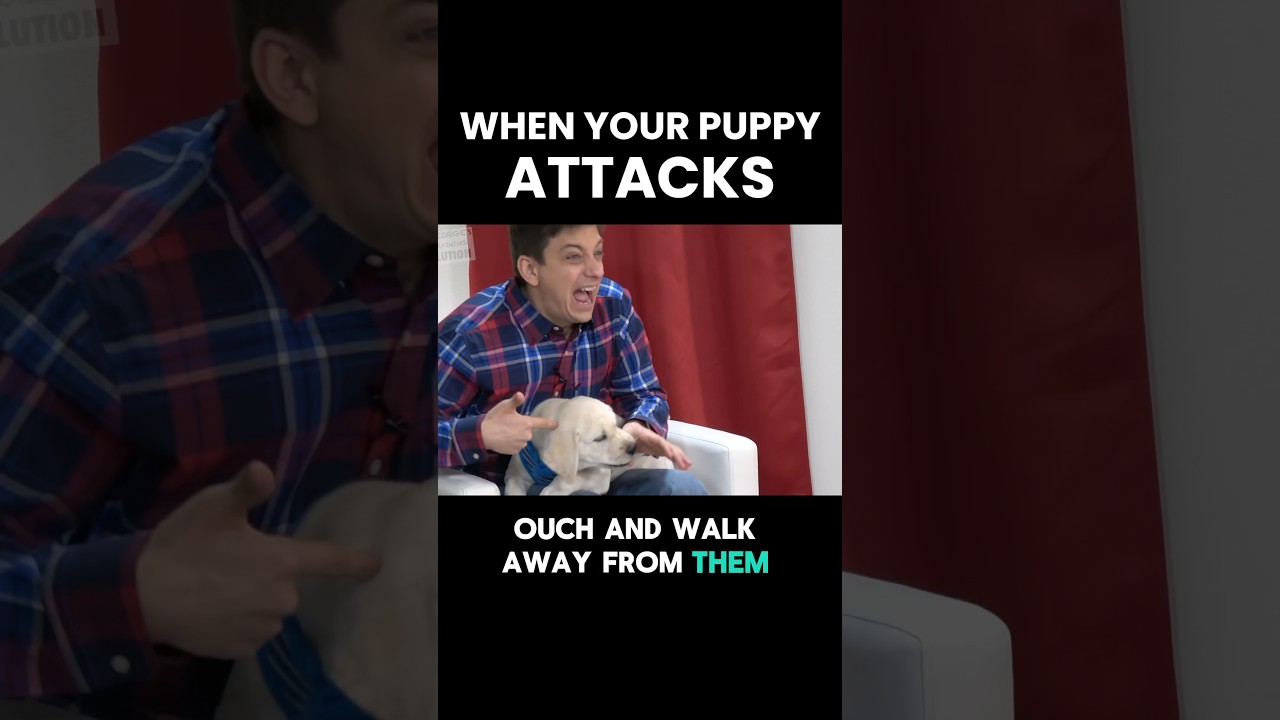 What Do You Do When Your Puppy ATTACKS?