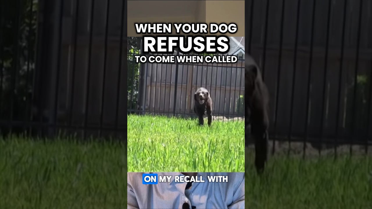 When Your Dog REFUSES to Come When Called…