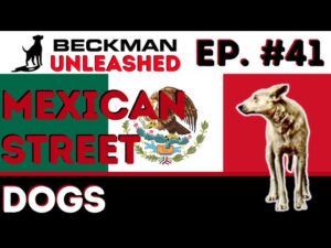 If you think the life of Mexican Street Dogs is hard, you won't believe who has is worse!