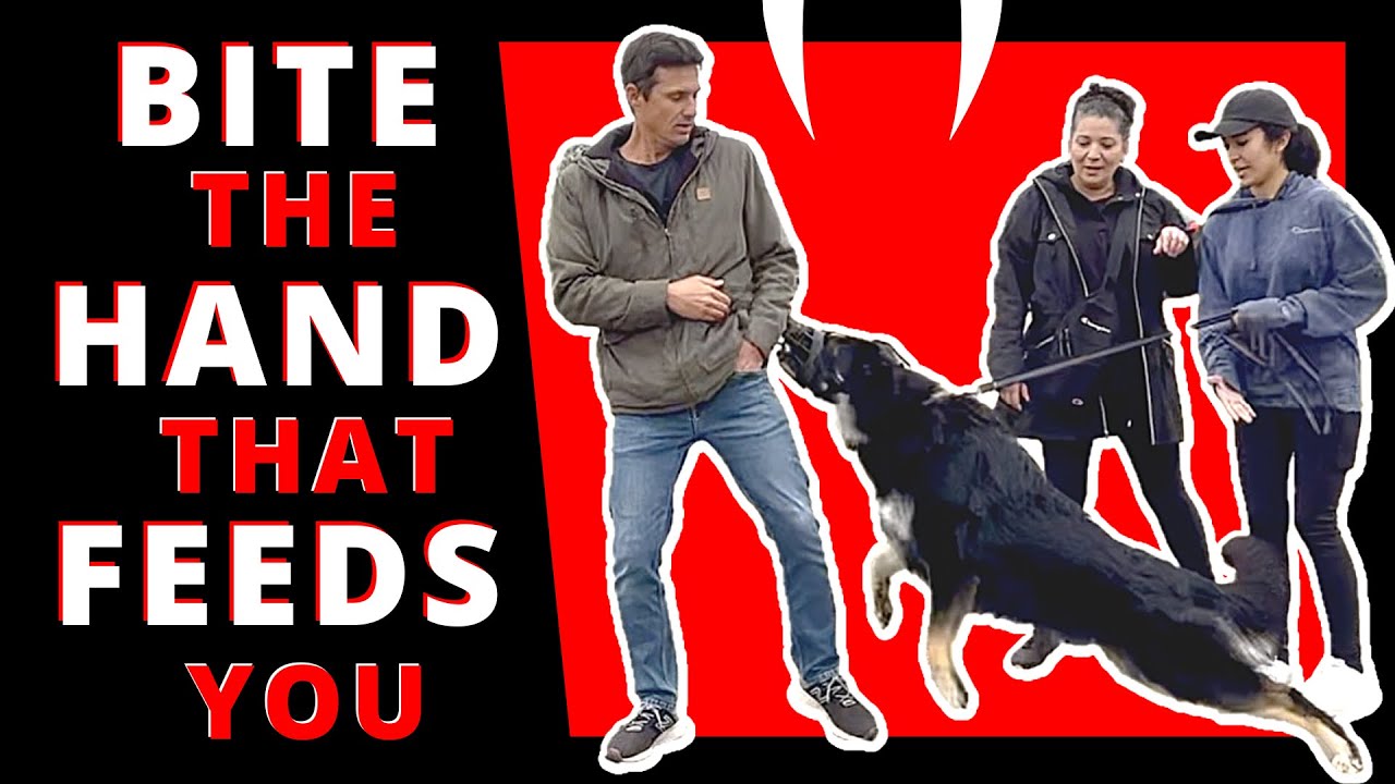 This Dog Wants a Piece of Me…and his Owner! and Prince Too!!! Learn how to Deal with an Erratic Dog!
