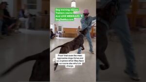 Angry Dog Tries To Get Dog Daddy But Then This Happens