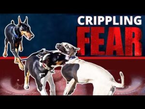 Extremely Fearful Dog is Radically Changed in Minutes! How to get your Fearful dog out in the World