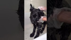 Giving My New Puppy His First Bath.