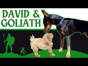Little Dog Attacked Old Dog. Learn Why a Dog Might Attack Another Dog & How to Prevent it.
