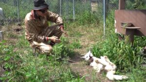 Dog Daddy Playing With A Fox 🦊