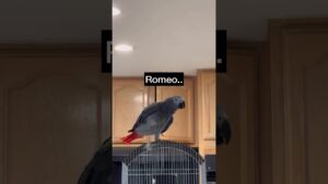 My African Grey Learned A Few New Words.