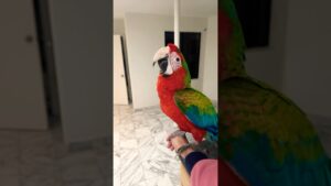 How To Pick up A Birb lol