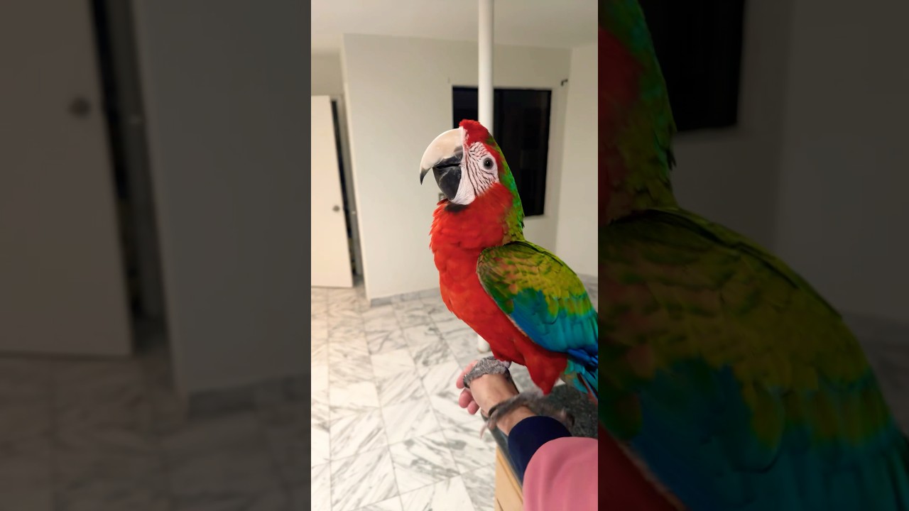 How To Pick up A Birb lol