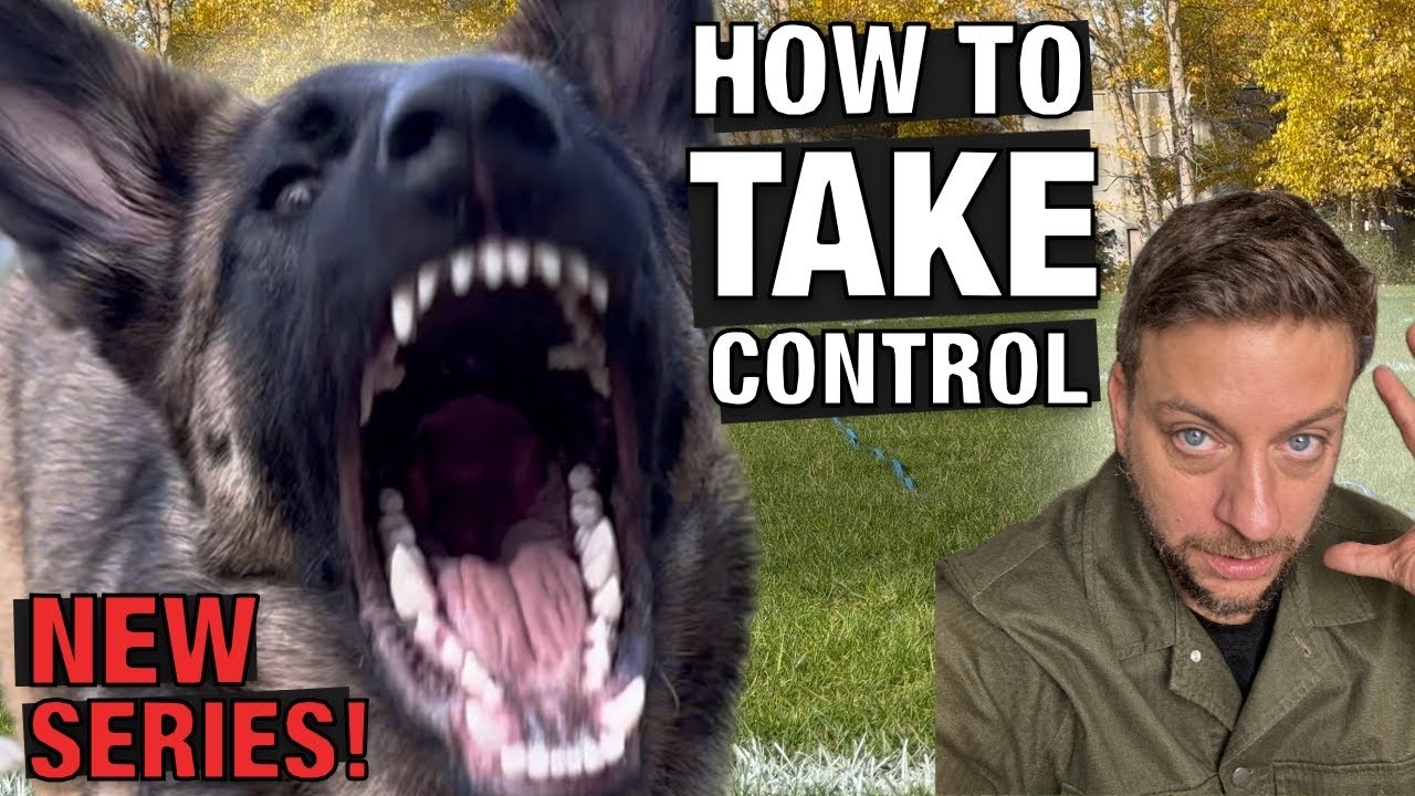 NEW SERIES! How to Train a High Drive Dog Without Having a Meltdown